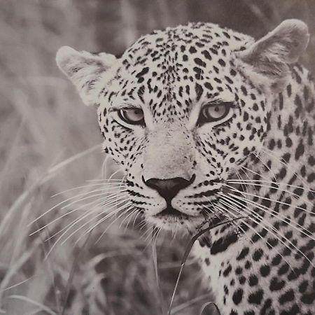 Apartmán Animalier Joigny Exteriér fotografie