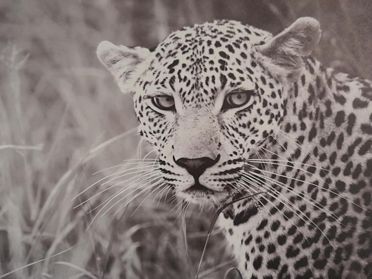 Apartmán Animalier Joigny Exteriér fotografie